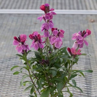 img-1: Лакфиоль (Хейрантус) Шуга Раш Пурпл Биколор [100 шт] - ООО «Семена Тут»