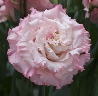 Эустома Корелли СУ 3 Лайт Пинк [1000 драже] - ООО «Семена Тут»