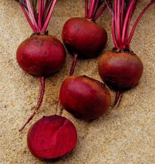 Свекла Камаро F1 (фракция 3,0-3,5 мм) - ООО «Семена Тут»