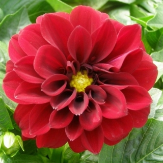 Георгина Фигаро Ред Шейдес [30 шт] - ООО «Семена Тут»