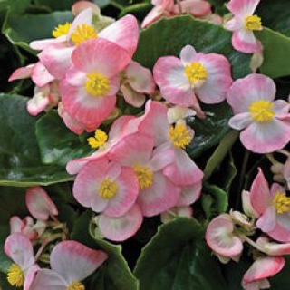 Бегония вечноцветущая Бада Бинг Роуз Биколор [1000 драже] - ООО «Семена Тут»