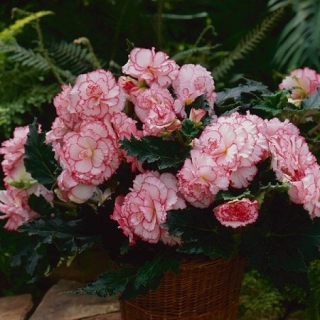 img-1: Бегония клубневая Америгибрид Пикоти Вайт Пинк [500 драже] - ООО «Семена Тут»