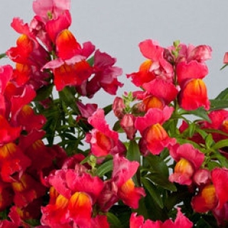 Львиный зев Флорал Шауэрс Скарлет  [1000 шт] - ООО «Семена Тут»