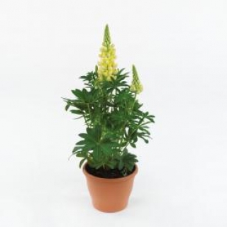 img-1: Люпин Люпини Еллоу [1000 шт] - ООО «Семена Тут»