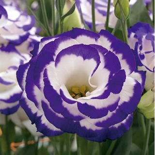 Эустома Арена 2 Парпл Пикоти  [100 драже] - ООО «Семена Тут»