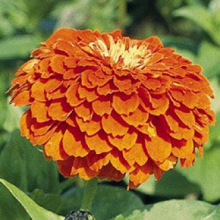 Цинния Гиганты Бенари Оранж [100 шт] - ООО «Семена Тут»