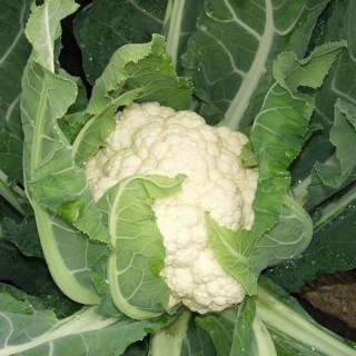 Капуста цветная Кул F1 - ООО «Семена Тут»