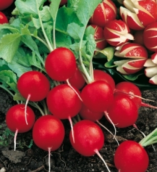 Редис Сакса РС (инкруст. семена) - ООО «Семена Тут»