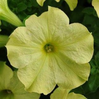 Петуния грандифлора Софистика Лайм Грин [250 драже] - ООО «Семена Тут»