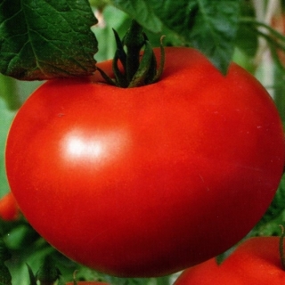 img-0: Томат Белый налив 241 - ООО «Семена Тут»