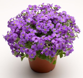 img-1: Аубреция гибридная Одри Лайт Блю [1000 шт] - ООО «Семена Тут»