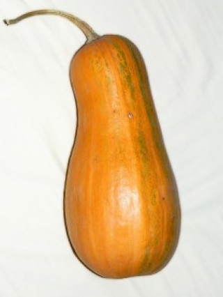 img-1: Тыква мускатная Арабатская - ООО «Семена Тут»