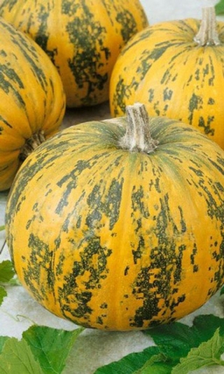 img-1: Тыква мускатная Мускатная - ООО «Семена Тут»