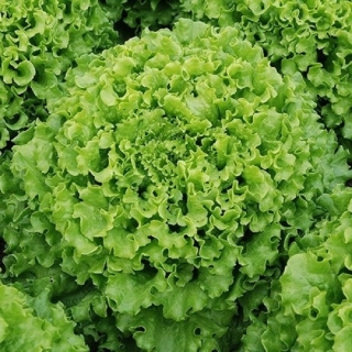 Салат Челлендж - ООО «Семена Тут»