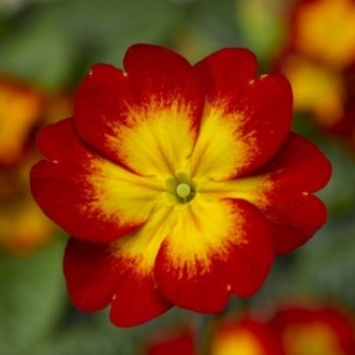 Примула Орион Скарлет Флейм [250 шт] - ООО «Семена Тут»