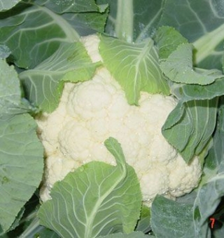 Капуста цветная Фронтина F1 - ООО «Семена Тут»