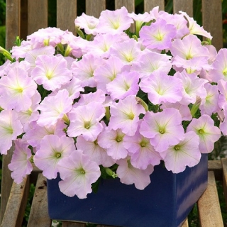 Петуния гибридная Трилоджи Лавендер Пинк [500 драже] - ООО «Семена Тут»