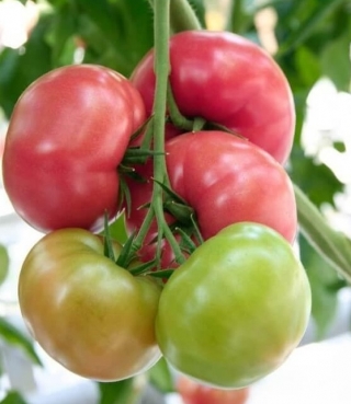 img-0: Томат Киото F1 - ООО «Семена Тут»