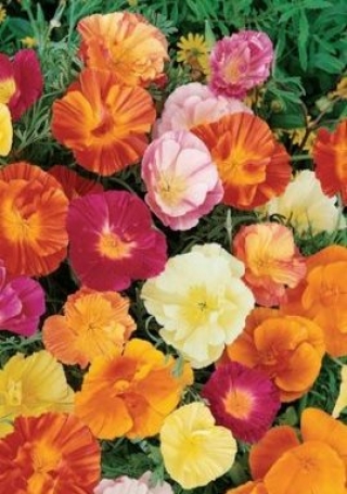 img-1: Эшшольция Смесь окрасок - ООО «Семена Тут»