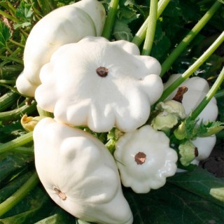 img-0: Патиссон Пятачок - ООО «Семена Тут»