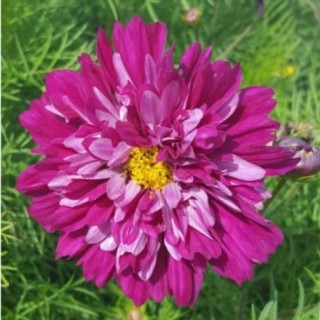 Космея Махровая кнопка Бордовая  [5 гр] - ООО «Семена Тут»