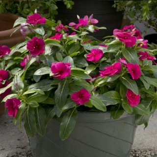 Катарантус ампельный Солар Аваланж Бургунди [1000 шт] - ООО «Семена Тут»