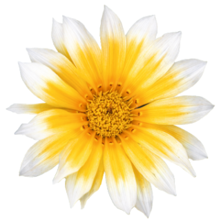 img-1: Газания Зени F1 Санни Сайд Ап [1000 шт] - ООО «Семена Тут»