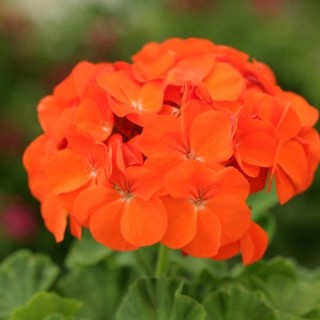 Пеларгония зональная Дансер Оранж [1000 шт] - ООО «Семена Тут»
