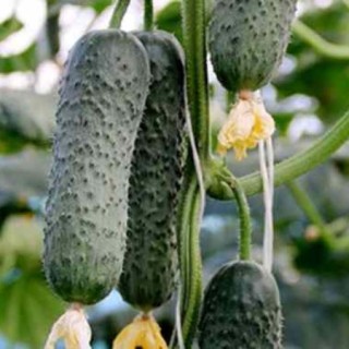 img-0: Огурец Сотник F1 - ООО «Семена Тут»