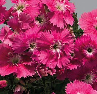 img-0: Гвоздика Чиба Пинк [1000 шт] - ООО «Семена Тут»