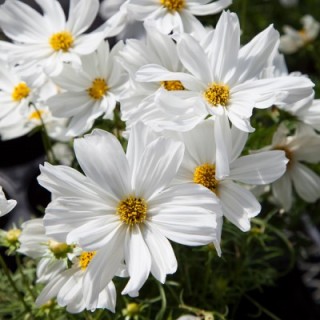 img-1: Космея Апполо Вайт [500 шт] - ООО «Семена Тут»