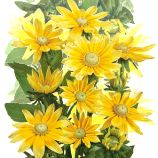 img-1: Рудбекия Прейри Сан [100 драже] - ООО «Семена Тут»