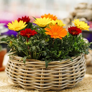 Газания Энорма Фулл микс [1000 шт] - ООО «Семена Тут»