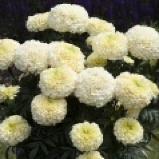 img-1: Бархатцы прямостоячие Вайтголд Макси [100 шт] - ООО «Семена Тут»