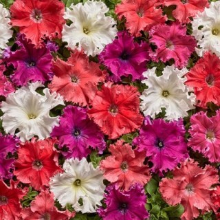 Петуния грандифлора Афродита микс [1000 драже] - ООО «Семена Тут»