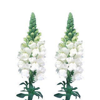 Львиный зев Адмирал Вайт [1000 шт] - ООО «Семена Тут»