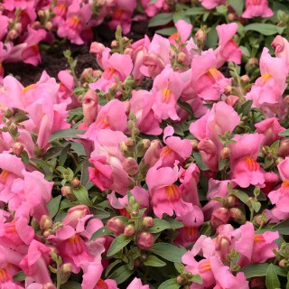 Львиный зев ампельный Кенди Шауэрс Пинк [100 м/драже] - ООО «Семена Тут»