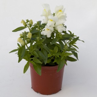 img-1: Львиный зев Крэкл энд Поп Вайт [1000 шт] - ООО «Семена Тут»