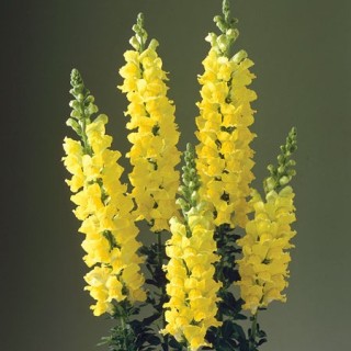 img-0: Львиный зев Ледженд Дабл Еллоу (группа 1) [1000 шт] - ООО «Семена Тут»