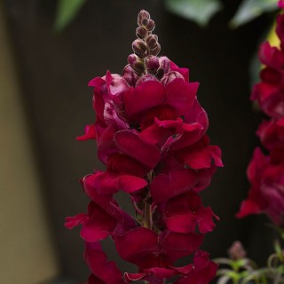 Львиный зев Соннет Кримсон [1000 шт] - ООО «Семена Тут»