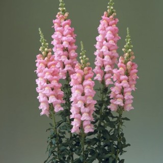 img-0: Львиный зев Ледженд Дабл Пинк (группа 1) [1000 шт] - ООО «Семена Тут»