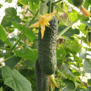 img-0: Огурец Аня F1 - ООО «Семена Тут»