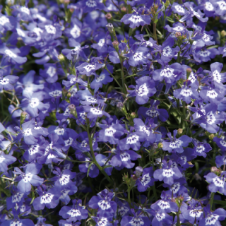 Лобелия прямостоячая Палас Блю виз Ай [1000 м/драже] - ООО «Семена Тут»
