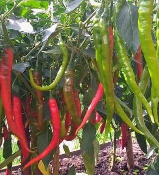 img-0: Перец острый Бандит - ООО «Семена Тут»