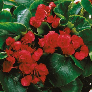 Бегония вечноцветущая махровая Квин Ред [1000 драже] - ООО «Семена Тут»