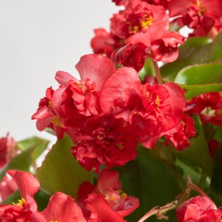 img-0: Бегония вечноцветущая Фея F1 красная [1000 драже] - ООО «Семена Тут»