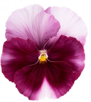 Виола крупноцветковая Премьер Бекон Роуз [100 шт] - ООО «Семена Тут»