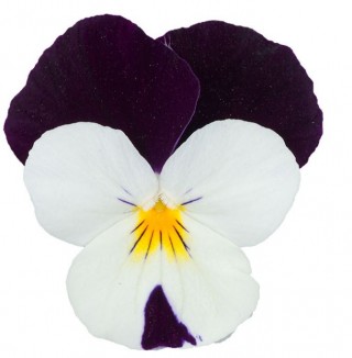 Виола рогатая Перфето Блю энд Вайт [1000 шт] - ООО «Семена Тут»