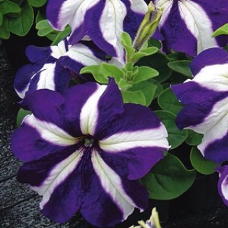 Петуния грандифлора Танго Блю Стар  [100 драже] - ООО «Семена Тут»