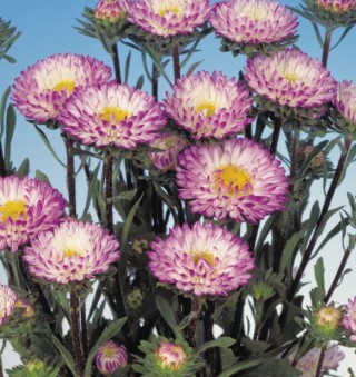 Астра Мацумото Блю типт Вайт [2500 шт] - ООО «Семена Тут»